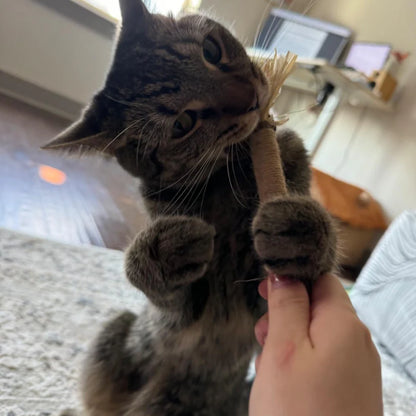 All Natural Silvervine Cat Dental Sticks